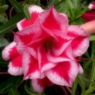 1 Live Plant - Taiwan Adenium Obesum Desert Rose   #BLSG18