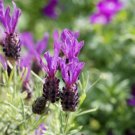 1 Live Plant - Purple Ribbon Spanish Lavender   #BLSG18