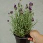 1 Live Plant - Purple Ribbon Spanish Lavender #BLSG18