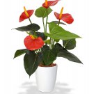 1 Live Plant - Red Anthurium     #BLSG18