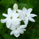 1 Plants - Jasmine Sambac   Arabian        #BLSG18