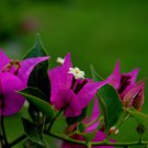 1 Live Plant - Bougainvillea  Royal Purple -  in 1 gallon pot     #BLSG18