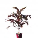 1 Live Plant - Cordyline Fruticosa - in 2 gallon pot.    #BLSG18