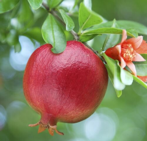 1 Fruit Tree - Pomegranate  Live Plant - in 3 gallon pot  #BLSG18