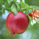 1 Fruit Tree - Pomegranate  Live Plant - in 3 gallon pot  #BLSG18