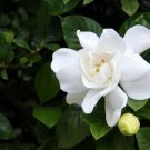 1 Live Plant - Gardenia Jasminoides  Veitchii - in 1 gallon pot   #BLSG18