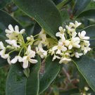 1 Live plants - Sweet Olive  Osmanthus Fragrans - in 3 gallon pot  #BLSG18
