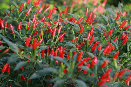 1 Live Plant - Hot Pepper Capsicum Frutescens Annuum - in 1 gallon pot  #BLSG18