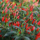 1 Live Plant - Hot Pepper Capsicum Frutescens Annuum - in 1 gallon pot  #BLSG18