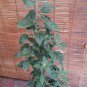 1 Live Plant - Hot Pepper Capsicum Frutescens Annuum - in 1 gallon pot #BLSG18