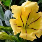 1 Live Plant - Cup of Gold Vine  Solandra maxima  #BLSG18