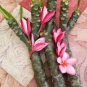 1 Plumeria Cutting Cotton Candy  16"-18" with Multi tip   #BLSG18