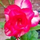 1 Live Plant  - Taiwan Adenium Obesum Desert Rose Glory  #BLSG18