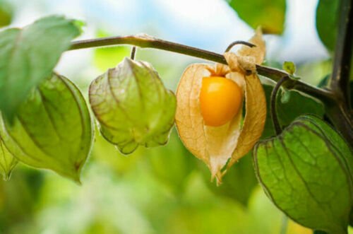 1 live plant - Physalis edulis  golden berry  #BLSG18