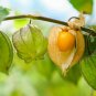 1 live plant - Physalis edulis  golden berry  #BLSG18
