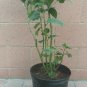 1 live plant - Physalis edulis  golden berry  #BLSG18