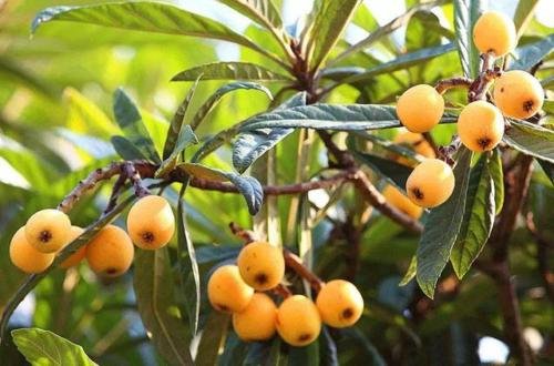1 Loquat Tropical Fruit Tree - in 2 gallon pot #BLSG18