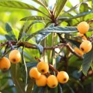 1 Loquat Tropical Fruit Tree - in 2 gallon pot #BLSG18