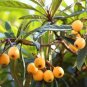 1 Loquat Tropical Fruit Tree - in 2 gallon pot #BLSG18