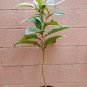 1 Loquat Tropical Fruit Tree - in 2 gallon pot #BLSG18