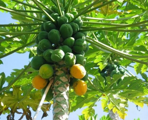 1 Tropical Fruit Tree - Papaya  Solo Hawaiian - in 1 gallon pot  #BLSG18