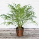 1 Live Plant - Phoenix Roebelenii Pygmy Date Palm  - in 3 gallon pot.  #BLSG18
