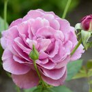 1 Live Plants - Heirloom Rose Purple Flower      #BLSG18