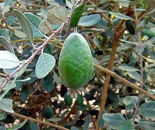 1 Tropical Fruit Trees - Pineapple Guava  Feijoa sellowiana   Nazemetz  - in 1 gallon pot   #BLSG18