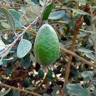 1 Tropical Fruit Trees - Pineapple Guava  Feijoa sellowiana   Nazemetz  - in 1 gallon pot   #BLSG18