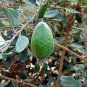 1 Tropical Fruit Trees - Pineapple Guava Feijoa sellowiana Nazemetz - in 1 gallon pot #BLSG18