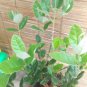 1 Tropical Fruit Trees - Pineapple Guava Feijoa sellowiana Nazemetz - in 1 gallon pot #BLSG18