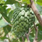 1 Tropical Fruit Trees - Atemoya  African Pride -  in 7 gallon pot  #BLSG18