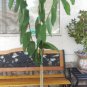 1 Tropical Fruit Trees - Atemoya African Pride - in 7 gallon pot #BLSG18