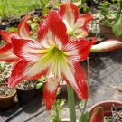 1 Amaryllis Hippeastrum -  Jaguar pint plant  #YREG19