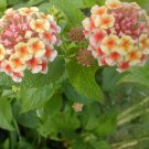 1 Pint Plant  - Lantana Ham and Eggs - Easy to Grow    #YREG19