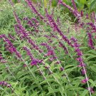1 Pint Plant   - Salvia leucantha Mexican Sage    #YREG19