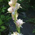 1 Pint Plant - Tuberoses Polianthes or Pink Sapphire     #YREG19