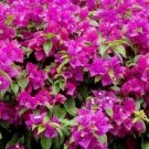 1 Pint Plant - Bougainvillea Elizabeth Angus     #YREG19