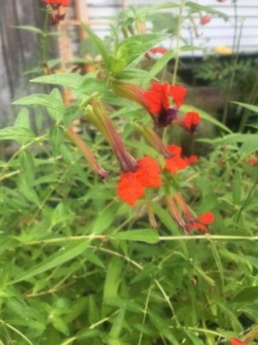 1 Pint Plant  - Cuphea Llavea Batface  #YREG19