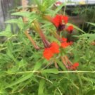 1 Pint Plant  - Cuphea Llavea Batface  #YREG19