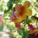 1 Pint Plant - Bignonia capreolata or Tangerine Beauty Crossvine   #YREG19