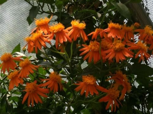 1 Pint Plant -  Senecio confusus Mexican Flame Vine  #YREG19