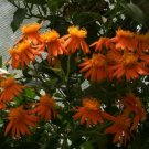 1 Pint Plant -  Senecio confusus Mexican Flame Vine  #YREG19