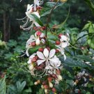 1 Pint Plant  - Clerodendrum wallichii Bridal Veil    #YREG19