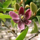 1 Pint Plant - Magnolia figo or Michelia figo - creamy-yellow blooms #YREG19