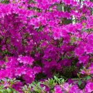 1 Pint Plant  - Rhododendron Azalea Formosa Purple   #YREG19