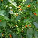 1 Live Plant - Manettia lutearubra Candy Corn Vine - in  2.5" Pot  #YREG19