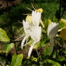 1 Pint Plant  - Lonicera japonica or Aureoreticulata Goldnet  #YREG19