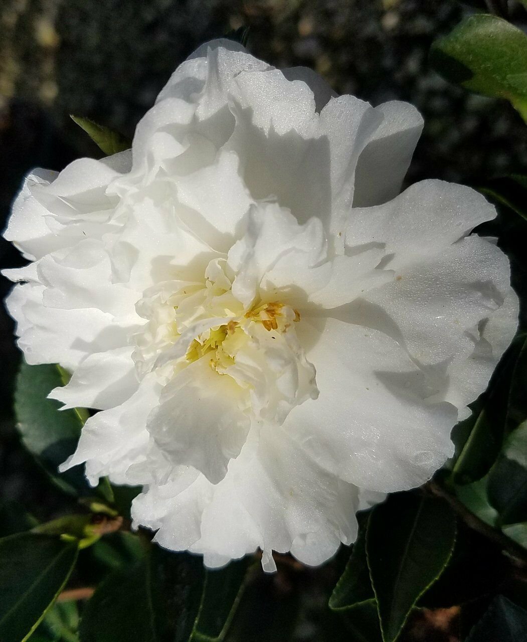 1 Pint Plant  - Camellia sasanqua mine no yuki  #YREG19