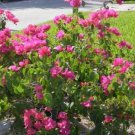 1 Pint Plant  - Bougainvillea Juanita Hatten #YREG19